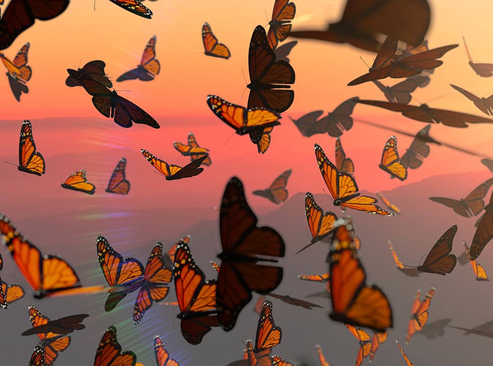 A photo of many orange butterflies against a yellow orange background